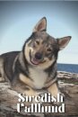 Swedish Vallhund