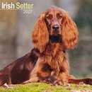 Irish Setter Wall
