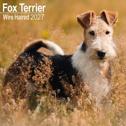 Fox Terrier Wirehaired  W