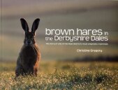 Brown Hares in the Derbyshire Dales