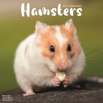 Hamsters Calendar 2026  Square Animal Wall Calendar - 16 Month