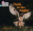 Owls in the Night