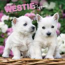 West Highland White Terrier Puppies 2027 Square Flap