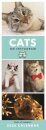 Cats On Instagram Slim Calendar 2026