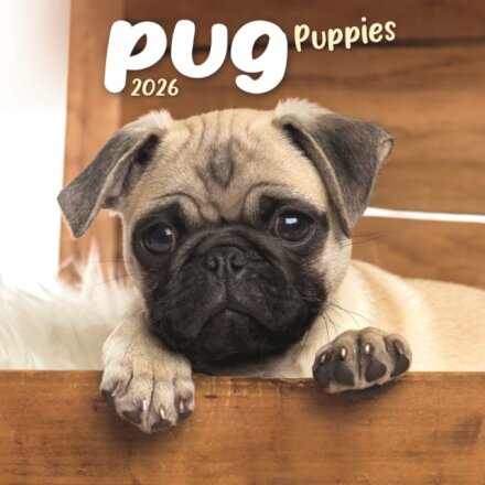 Pug Puppies Square Mini Calendar 2026