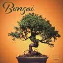 Bonsai Square Wall Sunday Start Calendar