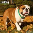 Bulldog Wall