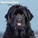 Newfoundland Wall