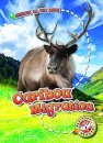Caribou Migration