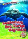 Leatherback Sea Turtle Migration