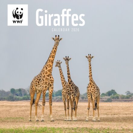 Wwf Giraffes Square Wall Calendar 2026