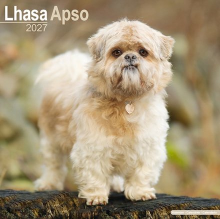 Lhasa Apso Wall