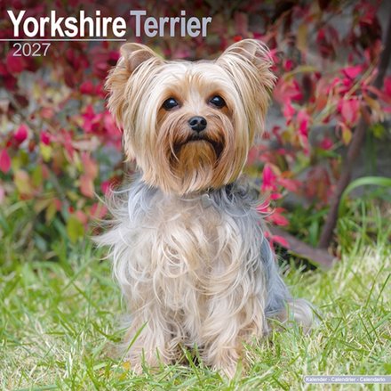 Yorkshire Terrier Wall