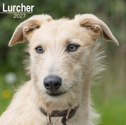Lurcher Wall