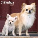 Chihuahua Wall /AVONSI