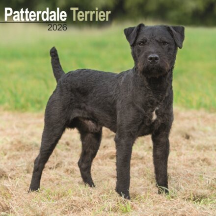 Patterdale Terrier Calendar 2026  Square Dog Breed Wall Calendar - 16 Month