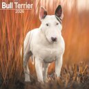 Bull Terrier Calendar 2026  Square Dog Breed Wall Calendar - 16 Month
