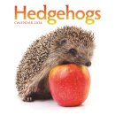 Hedgehogs Square Wall Calendar 2026