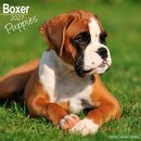 Boxer Puppies SS Wall