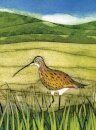 Wild Birds Pocket Notebook: Curlew