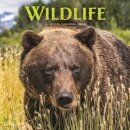 Wildlife Square Wall Sunday Start Calend