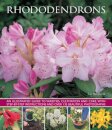 Rhododendrons