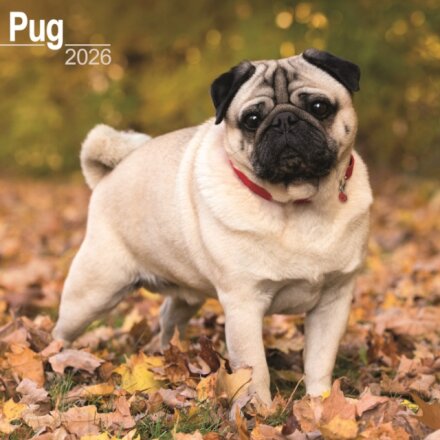 Pug Calendar 2026  Square Dog Breed Wall Calendar - 16 Month
