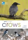 RSPB Spotlight Crows