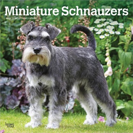 Schnauzers, Miniature 2027 Square Flap