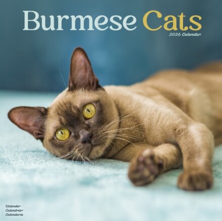 Cats - Burmese Calendar 2026  Square Cat Wall Calendar - 16 Month