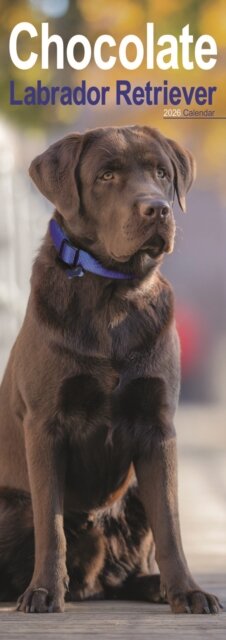 Chocolate Labrador Retriever Slim Calendar 2026 Dog Breed Slimline Calendar - 12 Month