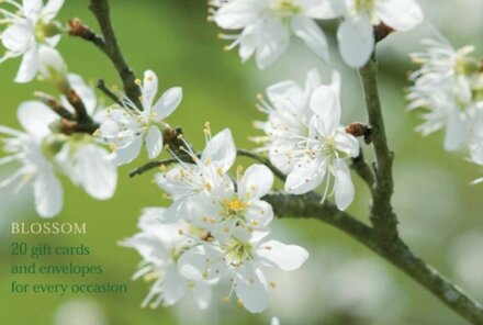 Blossom