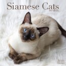 Cats - Siamese Calendar 2026  Square Cat Wall Calendar - 16 Month