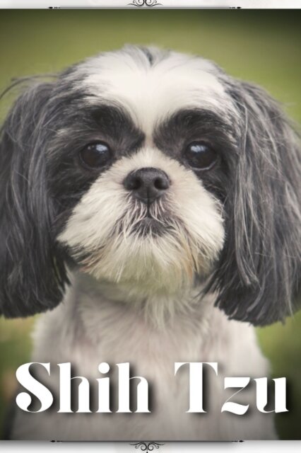 Shih Tzu