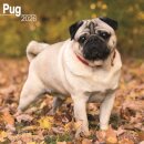 Pug Calendar 2026  Square Dog Breed Wall Calendar - 16 Month