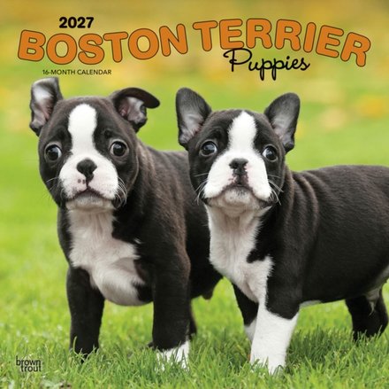 Boston Terrier Puppies 2027 Square Flap