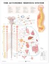 The Autonomic Nervous System Anatomical Chart