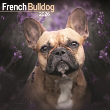 French Bulldog Calendar 2026  Square Dog Breed Wall Calendar - 16 Month