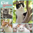 Cat Lovers Square Wall Sunday Start Cale
