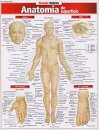 Anatomia De Superfície