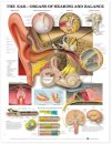 The Ear: Organs of Hearing and Balance Anatomical Chart