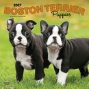 Boston Terrier Puppies 2027 Square Flap