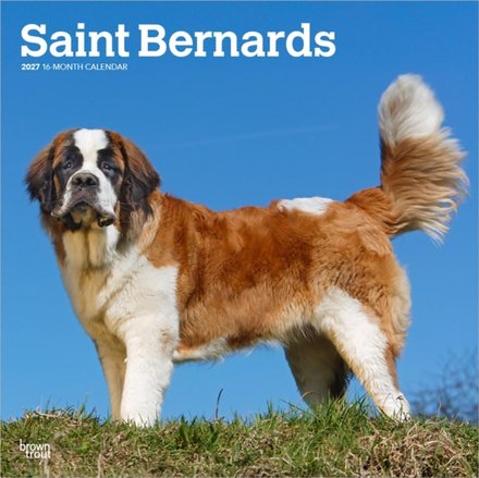 Saint Bernards 2027 Square Flap