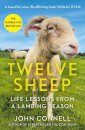 Twelve Sheep