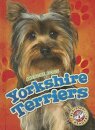 Yorkshire Terriers