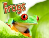 Frogs