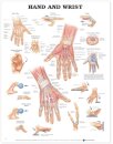 Hand and Wrist Anatomical Chart