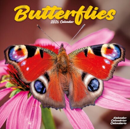 Butterflies Calendar 2026  Square Butterfly Wall Calendar - 16 Month
