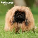 Pekingese Calendar 2026  Square Dog Breed Wall Calendar - 16 Month