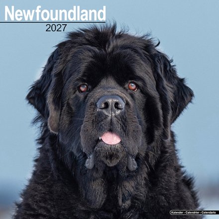 Newfoundland Wall